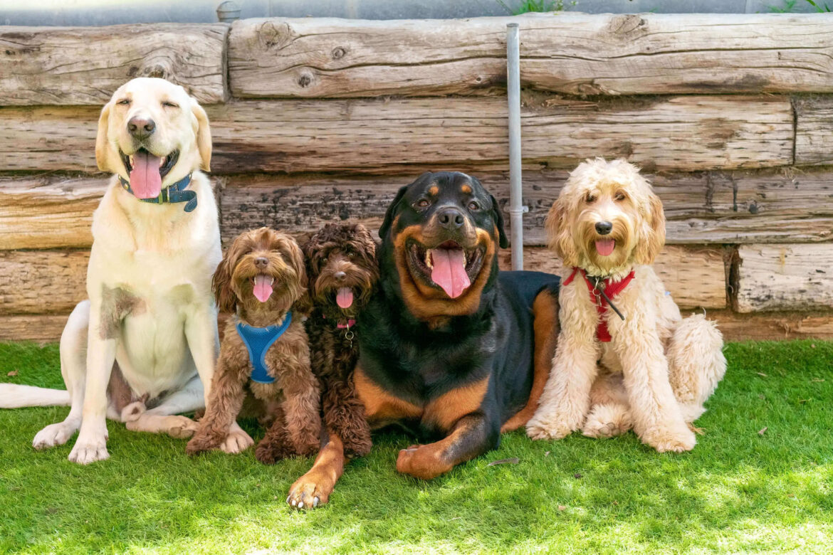 Ankara Köpek Oteli