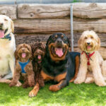 Ankara Köpek Oteli