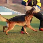 Bodyguard Eğitimi