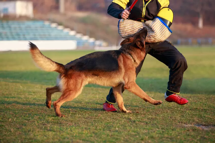 Bodyguard Eğitimi