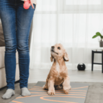 Evde Köpek Eğitimi