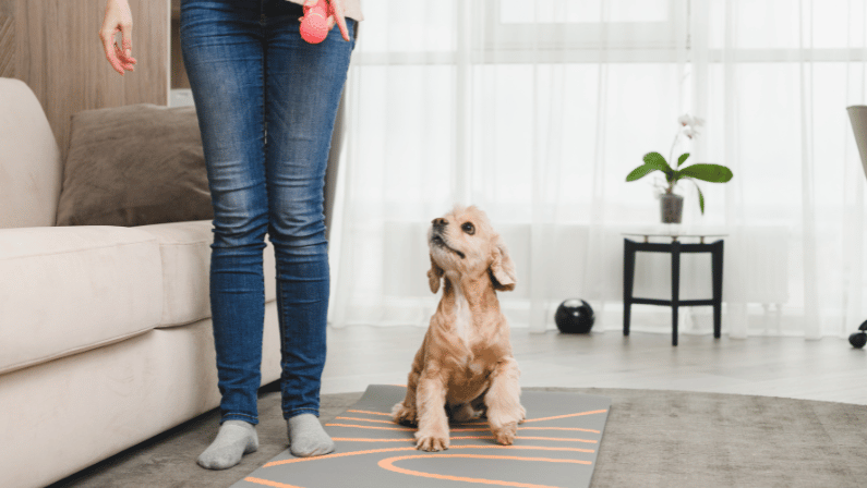 Evde Köpek Eğitimi