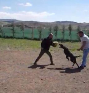 Köpek eğitimi